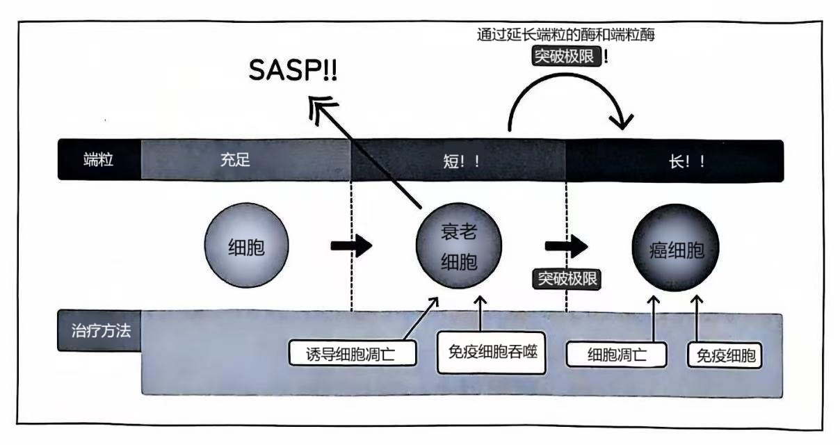 维尔纳综合征（Werner Syndrome）